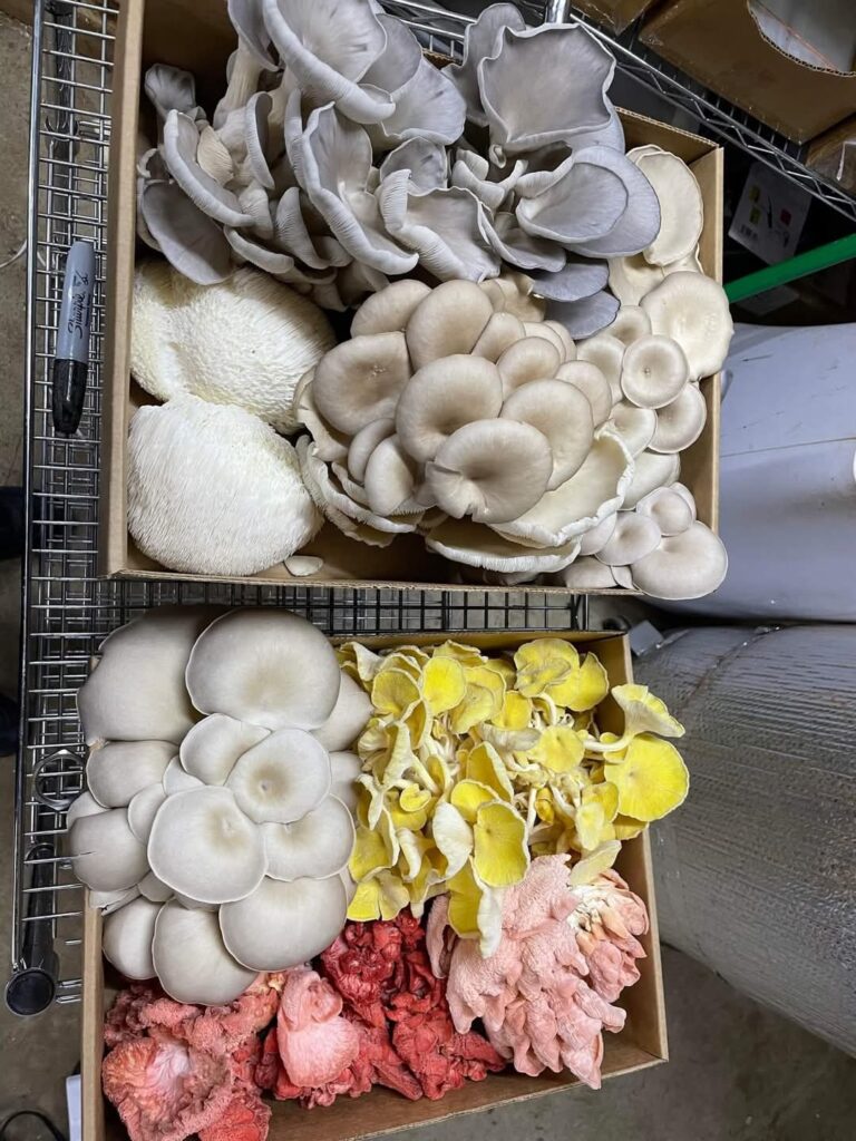 A collection of mushrooms in boxes on a shelf, featuring different species with distinct shapes and vibrant colors.
