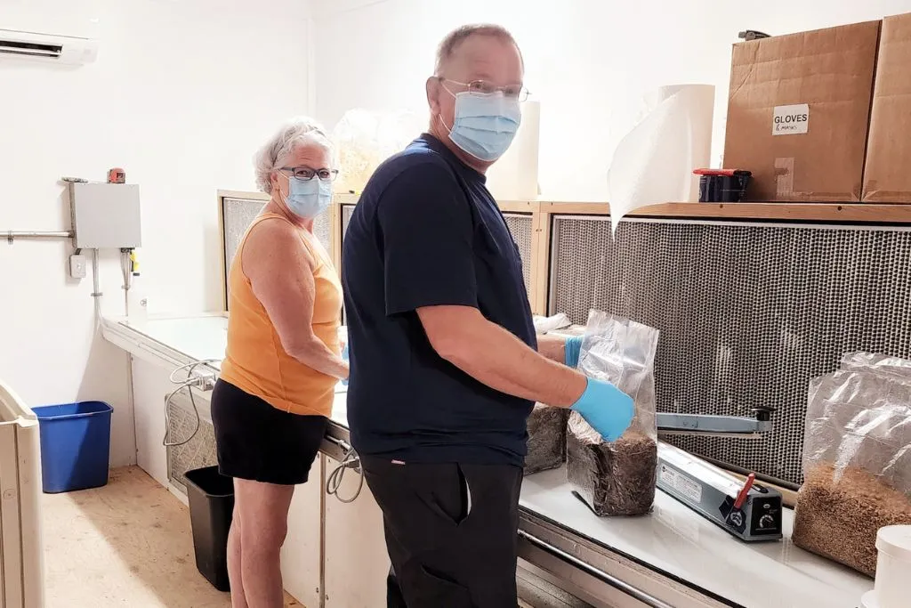 Two individuals in a clean environment preparing substrate bags, mushroom cultivation, under a laminar flow hood.