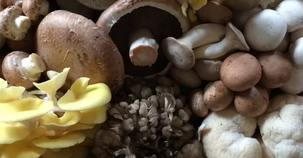 A vibrant assortment of mushrooms, including yellow oyster, brown portobello, and creamy white button varieties, creating a rich, earthy display.
